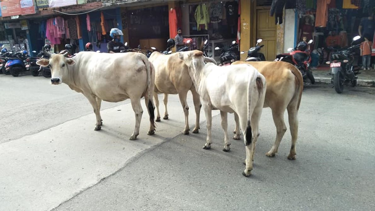 नेपालगञ्जमा ठूलो चुनौती बन्दै छाडा चौपाया 